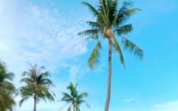 Cảnh sắc mùa hè rộng ràng tại Premier Residences Phu Quoc Emerald Bay