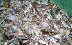 Mẻ lưới đầy cá nhảy tanh tách bên bờ biển Đà Nẵng