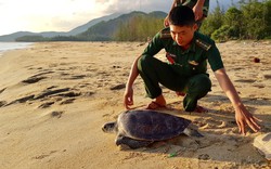 Thừa Thiên Huế: Thả cá thể rùa nằm trong sách đỏ về môi trường tự nhiên