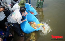 Hà Nội: Thả thử nghiệm gần 100 con cá Koi Nhật Bản xuống sông Tô Lịch và Hồ Tây