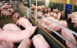 Lý do Việt Nam đứng top 5 thế giới về sản xuất thịt lợn nhưng vẫn ồ ạt nhập khẩu?