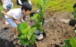 Sẽ trồng 30 nghìn cây góp phần phủ xanh Việt Nam