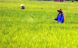 Từ ngày 18/2: Buôn bán thuốc bảo vệ thực vật cấm sử dụng tại Việt Nam có thể bị phạt tới 50 triệu