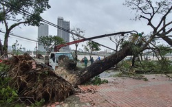 Hình ảnh Đà Nẵng sau bão số 9, nhiều cây xanh ngã đổ la liệt
