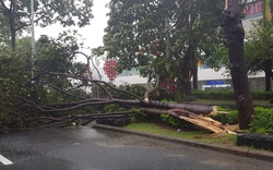 Bão số 9 đổ bộ đất liền, tâm bão vào Quảng Nam - Quảng Ngãi