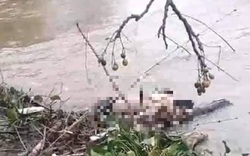 Huế: Phát hiện thi thể người đàn ông bên bờ sông Lợi Nông