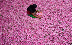 Một thị trấn cổ Ấn Độ ngập tràn hương thơm của hoa hồng