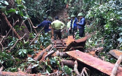 Hơn 100 chiến sỹ vây bắt nhóm đối tượng phá rừng quy mô lớn tại Quảng Bình