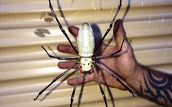Lại là nước Úc kì diệu: Loài nhện siêu to khổng lồ với kích thước lớn hơn bàn tay người trưởng thành, có thể ăn cả dơi và chim