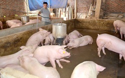 Bộ Nông nghiệp nói gì về giá thịt lợn trong bối cảnh dịch Covid-19?