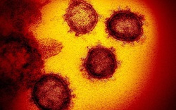 Lý do vì sao virus gây bệnh Covid-19 khó tiêu diệt đến thế: kẻ nằm giữa 