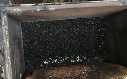 Nghi án 300 thùng ong của nông dân chuẩn bị lấy mật thì bị đầu độc hàng loạt