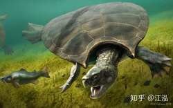 Phát hiện loài rùa cổ đại lớn nhất từng tồn tại trên Trái Đất