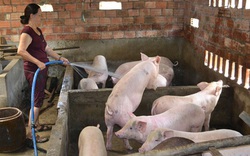 Sớm đảm bảo nguồn cung thịt lợn đáp ứng đủ nhu cầu trong nước 