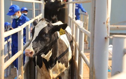 Thêm 1.645 con bò sữa Mỹ giống cao sản thuần chủng HF về trang trại TH