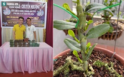 Chiêm ngưỡng cây lan Bảo Duy 5 cánh trắng giá  5,6 tỷ đồng của đại gia Thái Nguyên