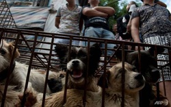 Điểm nóng du lịch của Campuchia chính thức cấm buôn bán thịt chó