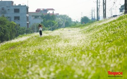 Mê mẩn với triền đê cỏ tranh trắng muốt tại Hà Nội