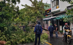 Bão Noul khiến nhiều tuyến đường ở Đà Nẵng bị ngập, cây xanh ngã đổ