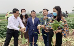 Chủ tịch huyện Mê Linh (Hà Nội): Không có chuyện nông sản thừa hay cần giải cứu