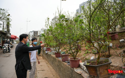 Sau Tết Nguyên đán, người dân Thủ đô bỏ tiền triệu mua cây bưởi về chơi