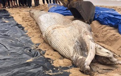 Cá voi nặng khoảng 2 tấn dạt vào bờ biển Quảng Bình
