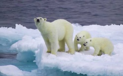 Sau khủng hoảng năng lượng, Bắc Cực có thể là điểm nóng tiếp theo của Nga và EU