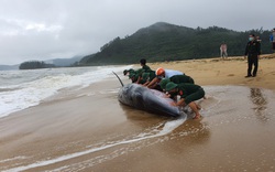 Nỗ lực giải cứu cá voi nặng gần 3 tấn mắc cạn vào bờ