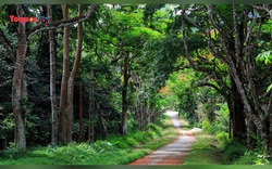 Cúc Phương được vinh danh là Vườn quốc gia hàng đầu châu Á