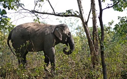 Đắk Lắk thoả thuận hợp tác thúc đẩy mô hình du lịch thân thiện với voi