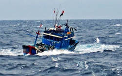Tàu hàng va chạm tàu cá khiến 12 ngư dân rơi xuống biển