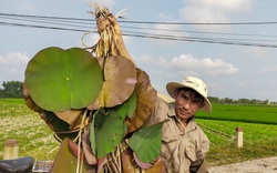 Thừa Thiên Huế phát triển trồng sen theo hướng đi bền vững