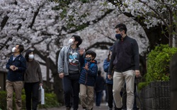 Mùa hoa anh đào nở sớm tại Nhật Bản