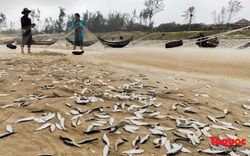 Ngư dân Thừa Thiên Huế ra khơi, bắt đầu vào vụ đánh bắt cá trích