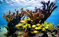 Cuba đối mặt suy giảm đa dạng sinh vật biển vì biến đổi khí hậu