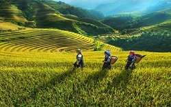 Kiện toàn Ban chỉ đạo Trung ương Chương trình Mục tiêu quốc gia phát triển kinh tế xã hội vùng đồng bào dân tộc thiểu số, miền núi