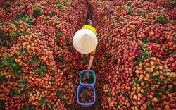 Chính phủ yêu cầu hỗ trợ tiêu thụ nông sản giúp tỉnh Bắc Giang