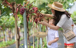 Không cần đi Ninh Thuận, ngay thủ đô Hà Nội cũng có 
một nông trại nho trĩu quả thu hút du khách khám phá