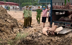 Phát hiện, tiêu hủy hơn 1,5 tấn lợn mắc bệnh dịch tả lợn châu Phi