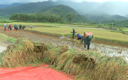 Bộ đội xuống đồng gặt lúa giúp dân tránh thiệt hại do mưa lớn