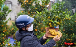 Hà Nội: Hổ vàng ôm quất bonsai hút khách chơi Tết Nhâm Dần 2022