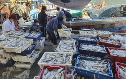 Cảng cá lớn nhất miền Trung rộn ràng đón hàng loạt chuyến tàu cá ngày giáp Tết
