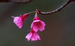 Chiêm ngưỡng loài hoa đào chuông quý hiếm trên đỉnh Mẫu Sơn