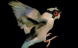 Tại sao các nhà khoa học lại đeo kính bảo hộ cho chim để nghiên cứu về khả năng bay?