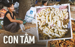 Đặc sản nổi tiếng ở Phú Thọ giá 150 nghìn/kg, ăn có vị bùi, béo ngậy và bổ dưỡng