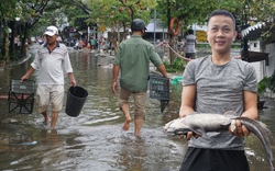 Người dân Đà Nẵng rủ nhau bắt cá trên đường phố sau mưa