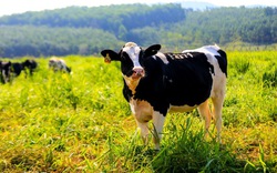 TH true MILK: Trang trại chăn nuôi bò sữa tốt nhất Việt Nam