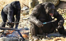 Kanzi: Con tinh tinh vô cùng thông minh, có thể tự nhóm lửa và nấu chín đồ ăn