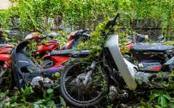 Hà Nội: Hàng nghìn chiếc xe máy vi phạm giao thông chồng chất lên nhau, cỏ mọc um tùm