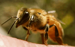 Video khó tin 2 chú ong hợp sức mở chai nước ngọt